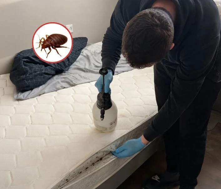 Technicien traitant un matelas contre les punaises de lit à Guiry-en-Vexin
